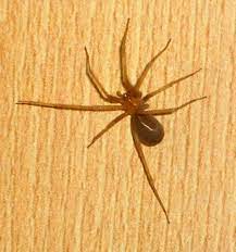The spiders that are deadly to humans in north america are the black widow, easily recognizable by the red hourglass shape on the underside of it and the body being a shiny black, and the brown recluse, which has a there are only 3 spiders that are poisonous to humans in north america. Most Dangerous Spiders In California Owlcation