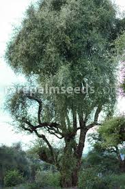 Image result for Ziziphus mauritiana