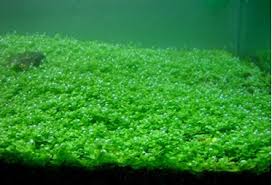 Pada hakikatnya, saat kamu membuat aquascape berarti menciptakan sebuah ekosistem layaknya alam yang asri. Tanaman Karpet Aquascape Bagian Foreground
