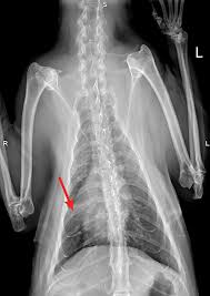 If the cancer originates in other parts of the body, the coughing will not be present in the initial stages of the disease. Common Pulmonary Diseases In Cats Clinician S Brief