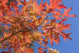 The root system at 16 and. Pin Oak Information Tips For Growing Pin Oaks In Landscapes