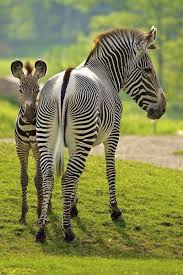 It's a tricky question for those who'd never been to any forest rather they have only attended these animals behind the bars in zoos. Grevy S Zebra Equus Grevyi Rare Zebra Found In Semi Arid Grasslands Of Ethiopia And Northern Kenya Endangered In 2020 Animals Cute Animals Zebras