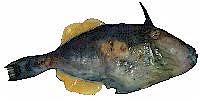 Reef Leatherjacket Fish Photos Info Catch Cook Buy
