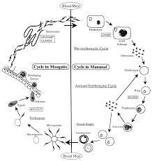 Life cycle of plasmodium describe in very easy way. Current Status Of Malaria And Potential For Control Clinical Microbiology Reviews