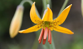 For many of us a field of wildflowers is one of the most beautiful experiences we can encounter in nature. Plants
