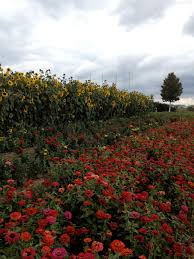 We would like to show you a description here but the site won't allow us. Cut Your Own Flowers Blumen Zum Selbstschneiden Travel Events Culture Tips For Americans Stationed In Germany