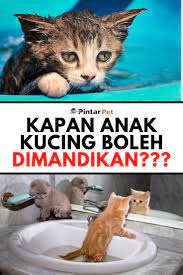 Cara Memandikan Anak Kucing Secara Mudah Dan Aman Anak Kucing Kucing Anak Kucing Lucu