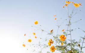 Check out this fantastic collection of aesthetic floral wallpapers, with 54 aesthetic floral background images for your desktop, phone or tablet. Yellow Flowers Aesthetic Computer Wallpapers Top Free Yellow Flowers Aesthetic Computer Backgrounds Wallpaperaccess