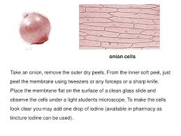 Cell staining is a technique that can be used to better visualize cells and cell components under a microscope. 031 Observing Onion And Tomato Cells