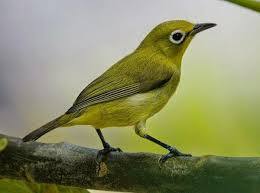 Apakah burung peliharaan anda sedang sakit? 20 Jenis Burung Peliharaa Yang Bisa Anda Pelihara Di Rumah Haipedia Com