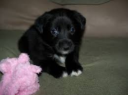 Pin By Holly Stanziale On Boradors Puppies Animals Fur Babies