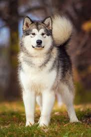 Animal shelters and rescues similar to alaska dog & puppy rescue offer temporary places for pets that have been lost or abandoned. 20 Best Dog Breeds For Kids Good Family Dogs