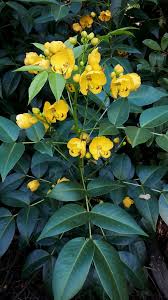 Image result for Senna septemtrionalis