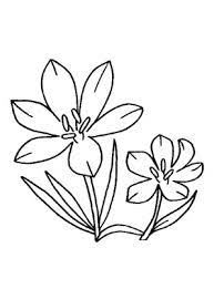 Ausmalbild Krokus Malvorlagen Blumen Blumen Malen Blumen Ausmalbilder