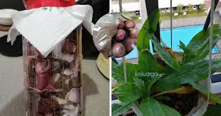 Selain itu baja ini boleh juga digunakan. Cara Buat Baja Semula Jadi Guna Bawang Gula Merah Cukup Mudah Bebas Bahan Kimia Tanaman Pun Subur Keluarga