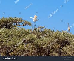 Image result for Actiniopteris dimorpha