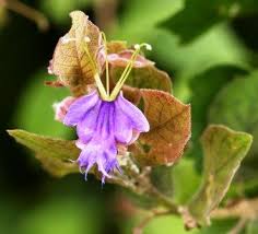 Image result for Boscia matabelensis