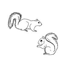 Unicorn coloring pages cat coloring page animal coloring pages coloring book pages coloring sheets coloring pages for kids cartoon free printable coloring pages with a wide variety of themes to print and color in. Top 25 Free Printable Squirrel Coloring Pages Online