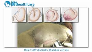 We did not find results for: Canine Bloat What You Need To Know Petfirst