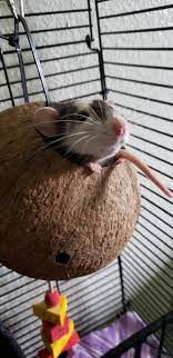 Rats Can Be Cute Too Eyebleach
