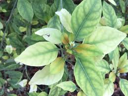 Image result for Clutia