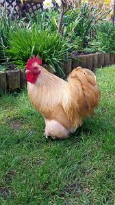 Lemon Pekin Bantam Cockerel Go Johnny Go Go Go Go Polli Da Cortile Polli