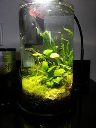 1 5 Gallon Planted Vase Plant Vase Ikea Vases Plants