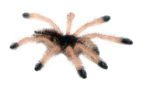 pink toe tarantula avicularia avicularia care sheet