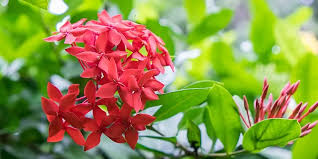 Image result for Ixora laurentii