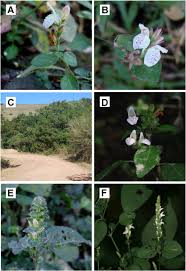 Image result for Isoglossa gregorii