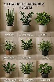 Image result for Chlorophytum pubiflorum