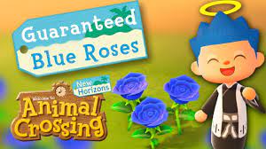 I hope this information clears things up and may you all be blooming blue roses. How To Breed Blue Roses New Horizons Guaranteed Check The Pinned Comment Youtube