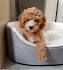 Cockapoo dog - Dagmar Cockapoo puppies for sale 20% off ...
