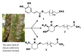 Image result for Cassia sieberiana