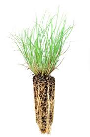 Image result for Eragrostis caespitosa