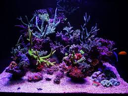Atlantik V4 Without Any Doubt Is The Best Led Fixture Led Aquarium Lighting Led Lights Amazing Aquariums