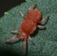 Image result for Allophylus fulvotomentosus