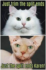 Pin By Barb On Darn It Karen Cute Animal Memes Cat Jokes Funny Animal Memes