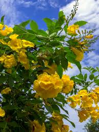 When the plant erupts in purple blooms in the summer it is gorgeous! Texas Yellow Bell Bush Tecoma Stans Urban Perennials