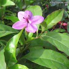 Image result for Eranthemum laxiflorum