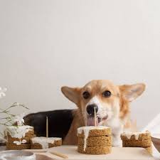 Before we move on to the birthday cake recipes for dogs' birthdays, let us study some acceptable cake ingredients for pets. Grain Free Dog Cake Recipe A Cozy Kitchen