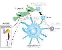 T cell infiltration is associated with a good prognosis in many cancers. Novel Cancer Vaccine Holds Promise Against Ovarian Cancer Mesothelioma