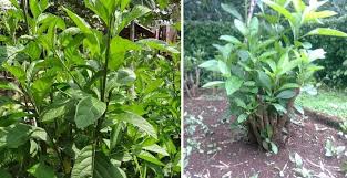Manfaat daun afrika selatan untuk kesehatan bisa dijadikan minuman sehari hari sebagai pengganti teh untuk menjaga kesehatan tubuh sekaligus menyembuhkan berbagai penyakit dengan cara. Daun Afrika Selatan Manfaat Co Id
