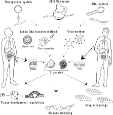 Cell wall rupture and cell extract preparation. Genetic Engineering In Organoids Springerlink