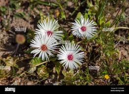 Image result for Lampranthus spp.