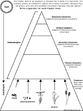 Maybe you would like to learn more about one of these? Food Chain Enchantedlearning Com