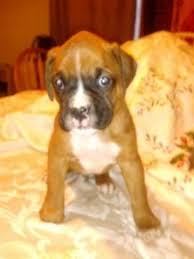 Check spelling or type a new query. 6 Boxer Puppies For Sale For Sale In Greenbrier Arkansas Classified Americanlisted Com