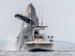 Humpback Whale Narrowly Misses Fishing Boat As It Bursts From Water The Independent The Independent