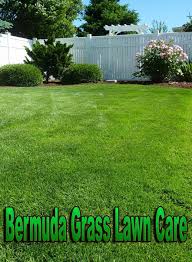Bermuda Grass Lawn Care Lawncare Bermuda Grass Bermuda Grass Care Grass Care