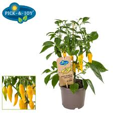 Maybe you would like to learn more about one of these? Hot Chili Yellow Vreugdenhil Young Plants